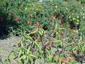 Euphorbia milii (crown of thorns)