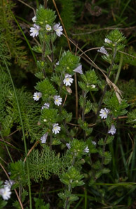 Euphrasia nemorosa (common eyebright)