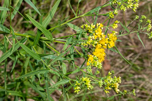 Euthamia graminifolia (flat-top goldentop, lance-leaved goldenrod, grass-leaved goldenrod, flat-topped goldentop)