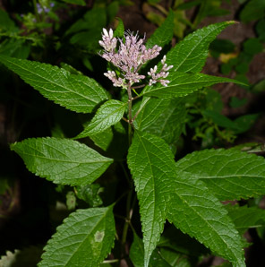 Eutrochium purpureum (sweet-scented Joe-Pye weed, sweet Joe-Pye weed, trumpet weed, sweetscented joe pye weed)