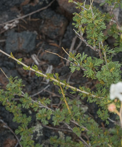 Fallugia paradoxa (apache plume)