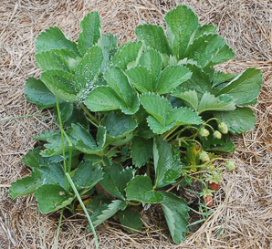 Fragaria virginiana (common strawberry, Virginia strawberry, wild strawberry, strawberry)