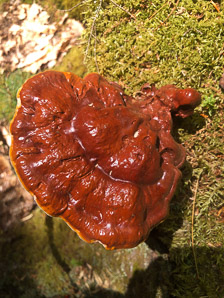 Ganoderma tsugae (reishi, Ling-Chi)