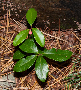 Gaultheria procumbens (creeping wintergreen, wintergreen, Eastern teaberry, checkerberry, boxberry, American wintergreen)
