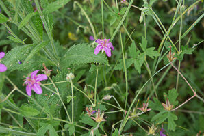 Geranium caespitosum (pineywoods geranium, crane’s bill, Fremont’s geranium, Parry’s geranium, purple wild geranium, tufted geranium, wild geranium)