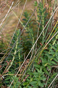 Glaux maritima (sea-milkwort, sea milkwort)