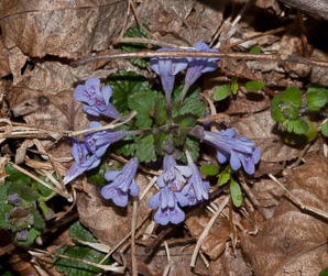 Glechoma hederacea (ground-ivy, gill-over-the-ground, creeping charlie, alehoof, tunhoof, catsfoot, field balm, run-away-robin, ground ivy)