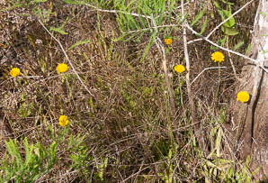 Helenium pinnatifidum (southeastern sneezeweed)