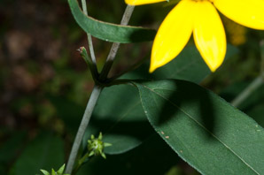 Helianthus divaricatus (woodland sunflower)