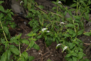 Heliotropium angiospermum (scorpiontail, scorpion’s tail, scorpion’s-tail)