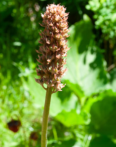 Helonias bullata (swamp pink, swamppink)