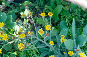 Heterotheca grandiflora (telegraph weed, telegraphweed)