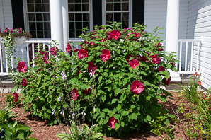Hibiscus L. (hibiscus, rose of Sharon, rosemallow)
