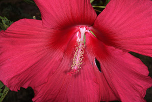 Hibiscus ‘Lord (hibiscus)
