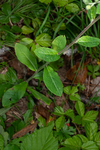 Hieracium scabrum (rough hawkweed, sticky hawkweed)