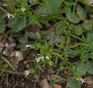 Houstonia longifolia (long-leaved bluet, longleaf summer bluet)