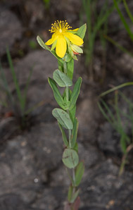 Hypericum ellipticum (pale St. John’s-wort, pale St. Johnswort)