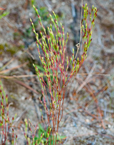 Hypericum gentianoides (pineweed, orange grass, orangegrass)