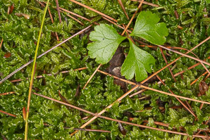 Hypnum cupressiforme (cypress-leaved plaitmoss, hypnum moss)