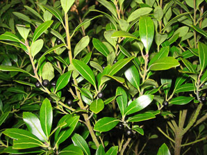 Ilex glabra (inkberry, gallberry, bitter gallberry, evergreen winterberry, inkberry holly, Appalachian tea)
