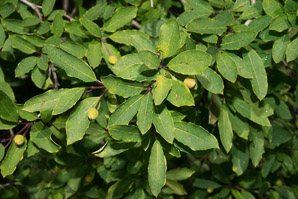 Ilex mucronata (mountain holly, swamp holly, catberry)