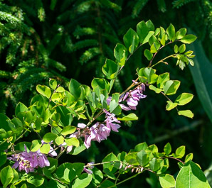 Indigofera kirilowii (Kirilow’s indigo)