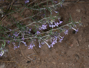 Ipomopsis thurberi (El Paso skyrocket)