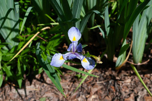 Iris versicolor (blue flag, harlequin blueflag, large blue flag, northern blue iris)
