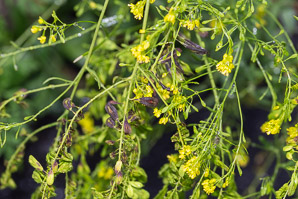 Isatis tinctoria (woad, Dyer’s woad)