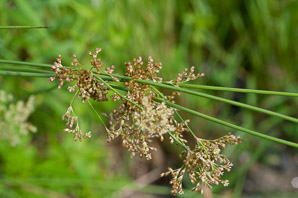 Juncus effusus (soft rush, common rush)