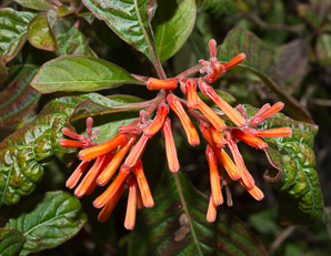 Justicia spicigera (Mexican honeysuckle, mohintli, firecracker bush, orange plume flower)