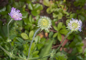 Knautia arvensis (field scabious, blue buttons, field scabiosa)