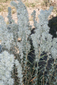 Krascheninnikovia lanata (winter fat, white sage, winter-sage, feather-sage, sweet sage, lambstail, winterfat)