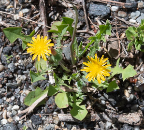 Krigia virginica (dwarf dandelion, Virginia dwarfdandelion)
