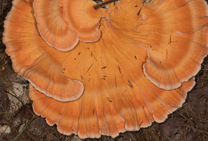Laetiporus sulphureus (sulphur shelf, chicken of the woods, chicken mushroom, chicken fungus)