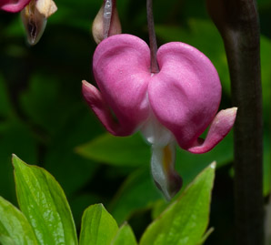 Lamprocapnos spectabilis (bleeding hearts, lyre flower, lady-in-a-bath, bleeding heart)