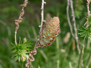 Larix decidua (European larch)