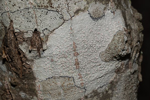 Lecanora caesiorubella (rim lichen)