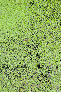 Lemna minor (common duckweed)