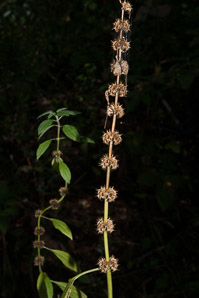Leonurus cardiaca (motherwort, lion’s tail, heartwort, common motherwort)