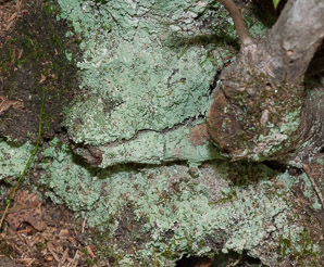 Lepraria lobificans (fluffy dust lichen, dust lichen)