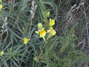 Linaria vulgaris (butter and eggs, common toadflax, yellow toadflax)