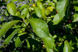 Lindera benzoin (spicebush, northern spicebush)
