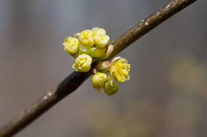 Lindera benzoin (northern spicebush)