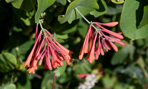 Lonicera L. (honeysuckle)