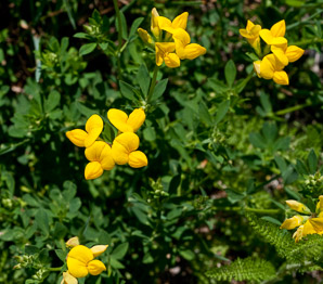 Lotus corniculatus (bird’s foot trefoil, bird’s-foot trefoil)