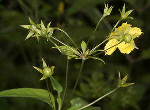 Lysimachia ciliata (fringed yellow loosestrife, fringed loosestrife)