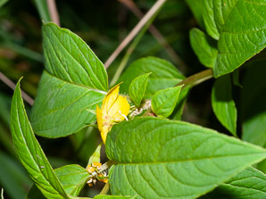 Lysimachia ciliata (fringed yellow loosestrife, fringed loosestrife)