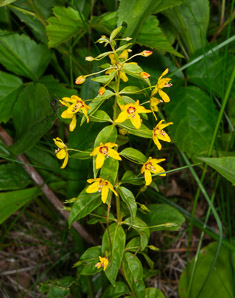 Lysimachia quadrifolia (whorled loosestrife, yellow whorled loosestrife, whorled yellow loosestrife)
