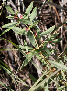 Lysimachia terrestris (swamp candles, bog loosestrife, lake loosestrife, earth loosestrife, bulbil loosestrife)